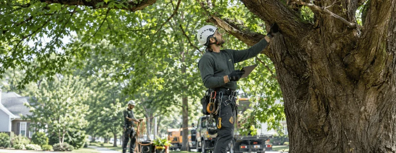 Arborist Job Outlook & Career Guide 2026: Salary, Growth, and How to Break In
